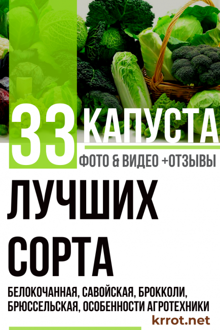 Капуста московская поздняя: характеристика и описание сорта, выращивание
