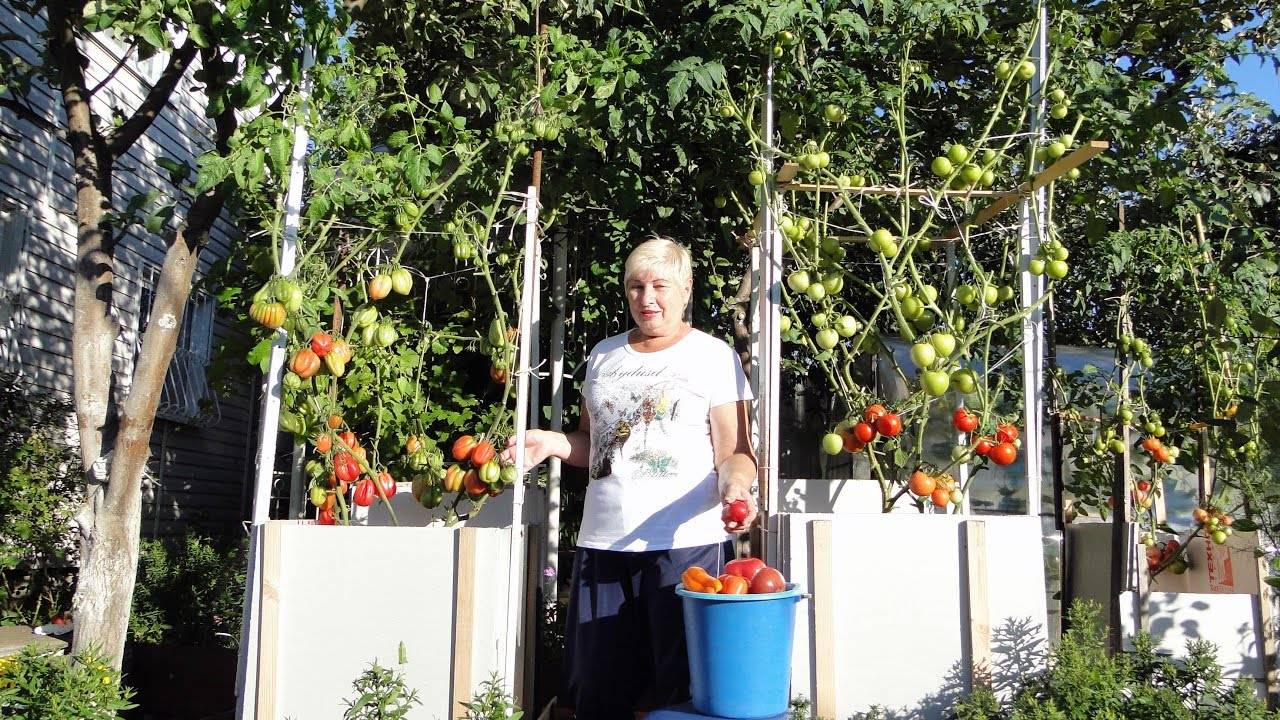 Помидорное дерево в домашних условиях: замена нескольким десяткам кустов обычных томатов