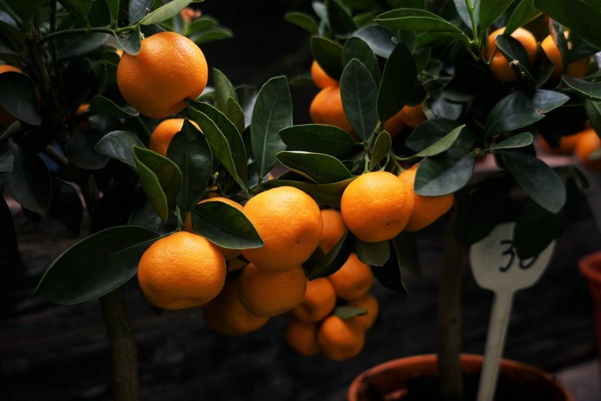 Сорта мандаринов — названия и описание основных видов