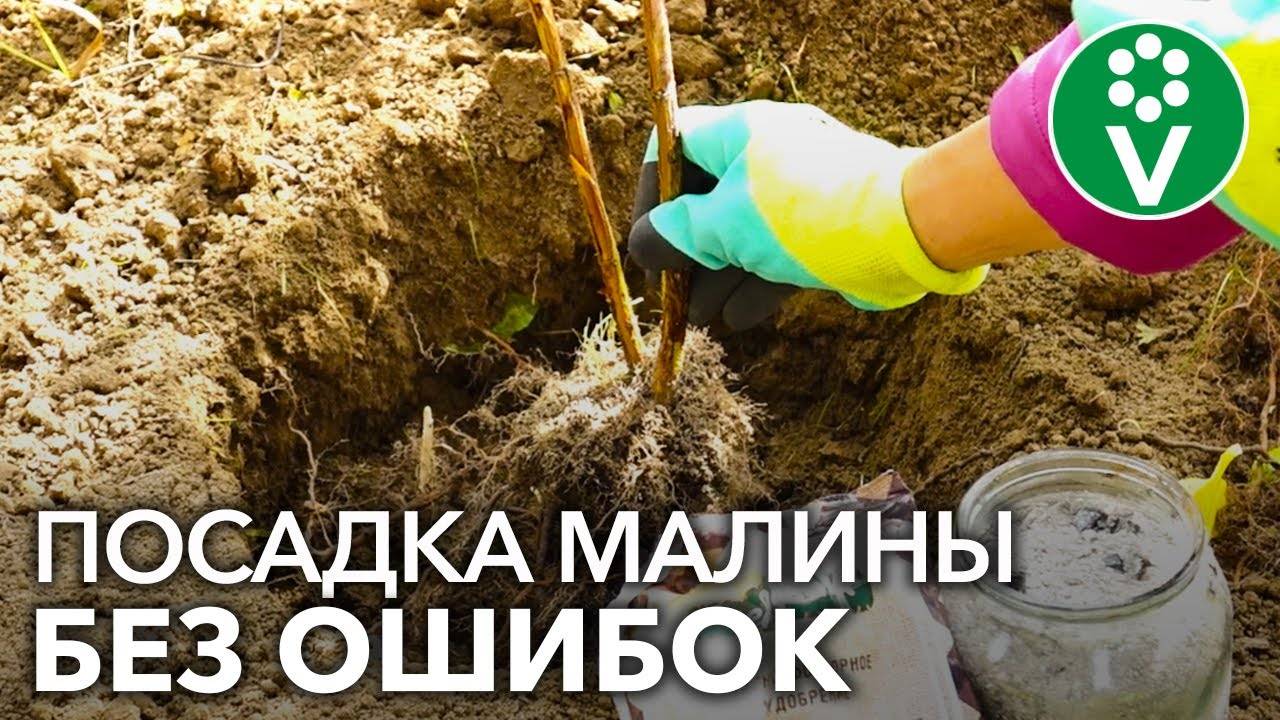Пошаговое руководство по посадке малины осенью