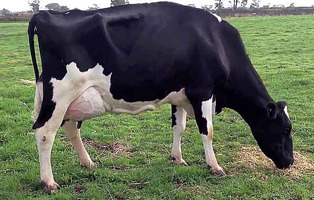 Ярославская бурёнка — одна из лучших коров отечественного происхождения