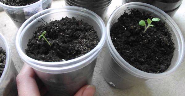 Рекомендации и советы по выращиванию адениума из семян и сеянцев в домашних условиях