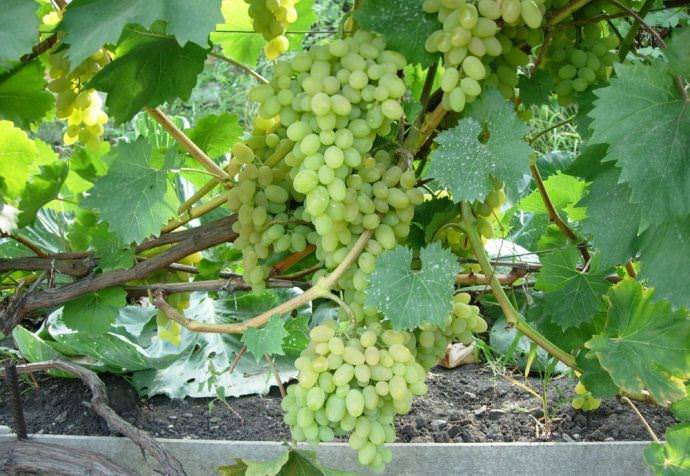 Гибридные формы винограда селекции е.г павловского