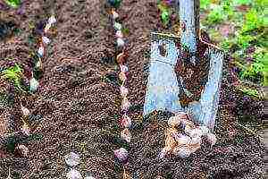 Яровой чеснок: посадка и уход в открытом грунте, выращивание из семян, уборка и хранение