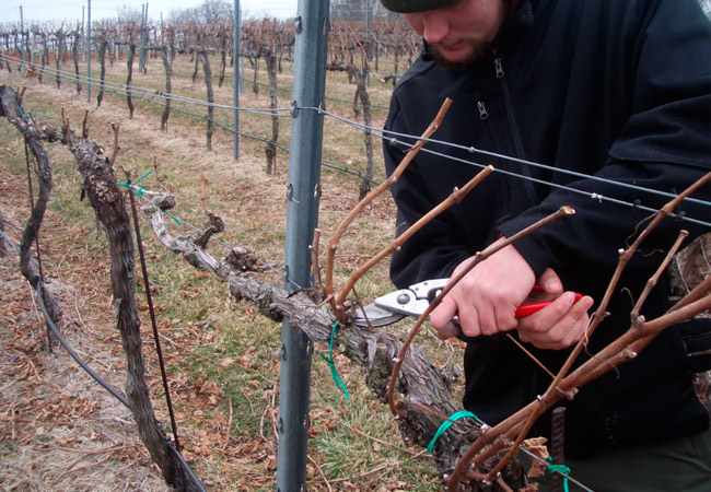 Обрезка винограда осенью для начинающих: посадка и уход осенью