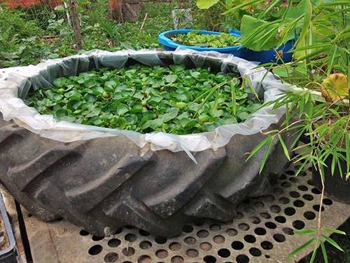 Водный гиацинт или эйхорния: посадка и уход, как сохранить зимой? фото selo.guru — интернет портал о сельском хозяйстве