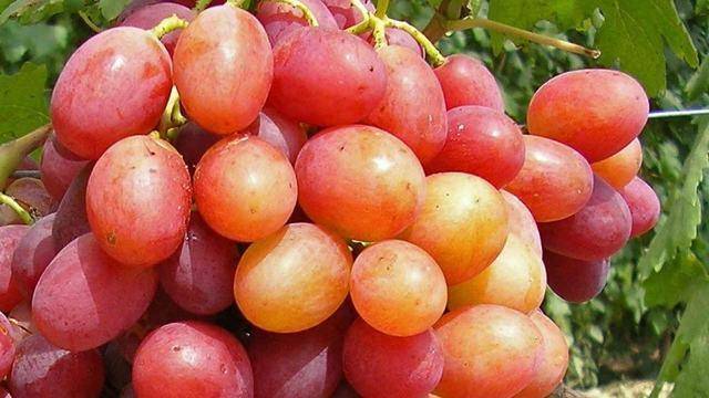 Виноград анюта: описание сорта с характеристикой и отзывами, особенности посадки и выращивания, фото