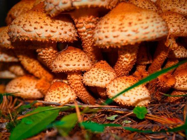 Какие грибы растут в новосибирской области. топ самых популярных