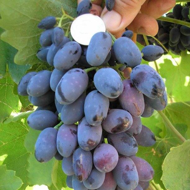 Особенности выращивания винограда в подмосковье и средней полосе
