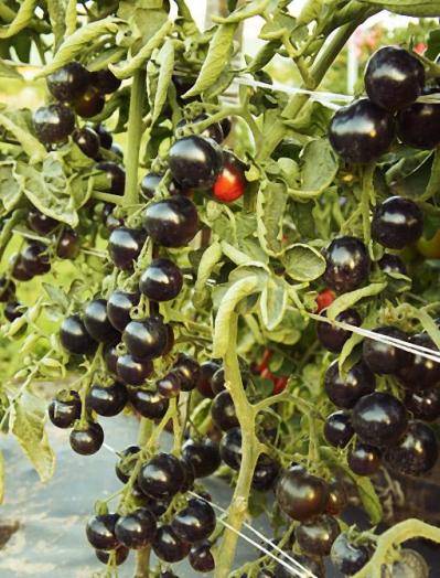 Томат черная гроздь: характеристика сорта, лучшие советы по уходу