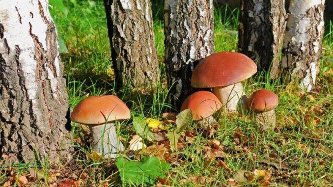Почему грибы называют разрушителями