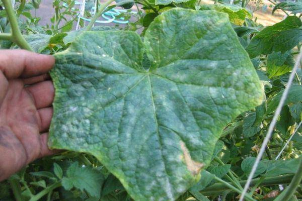 Эффективные способы лечения мраморной окраски листьев огурца