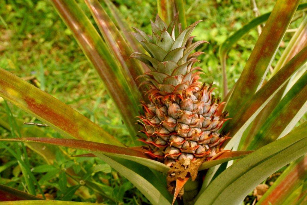 Как вырастить ананас в домашних условиях, в том числе особенности посадки, пересадки и плодоношения