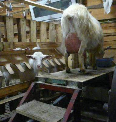 Доильный аппарат для коз в домашних условиях своими руками