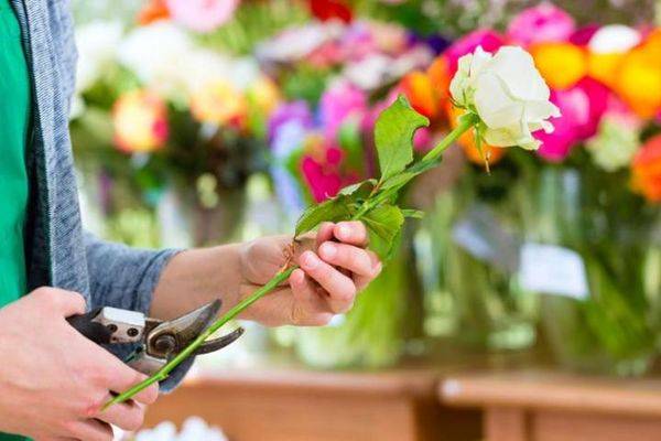 Белые розы, белые розы… как лучше сохранить цветы в вазе, чтобы продлить жизнь букету