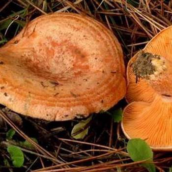Рыжики — съедобные грибы: фото и описание
