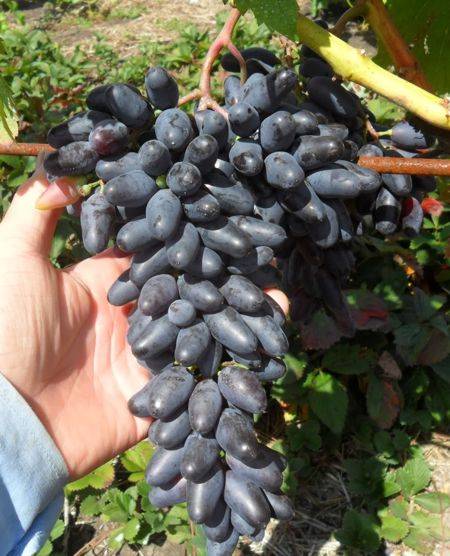 Сорт винограда сувенир