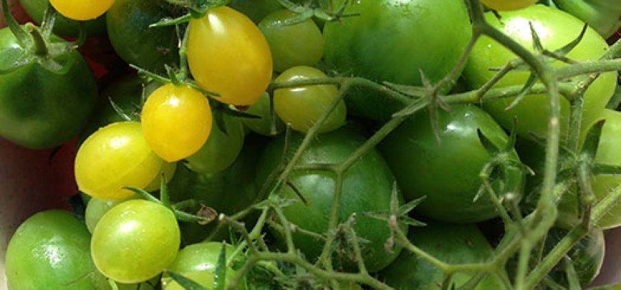 Как ухаживать за помидорами черри: советы по выращиванию, полезные свойства и варианты применения томатов (95 фото)