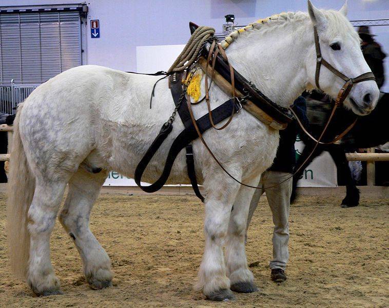Брабансон: характеристика бельгийской породы лошадей, содержание и уход