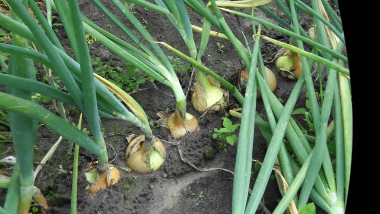Выращивание чеснока в открытом грунте: посадка и уход за озимым чесноком, когда собирать урожай