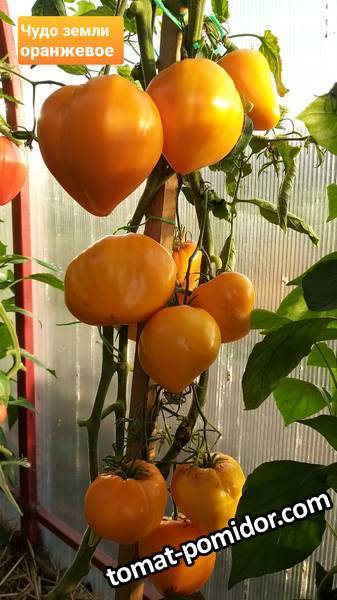 Фото отзывы описание характеристика урожайность сорта томата оранжевое чудо