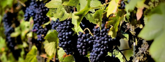 Шпалера для винограда своими руками на даче, фото