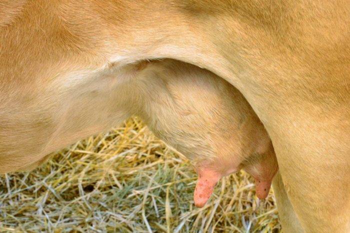 Болячки на вымени у коровы: чем лечить, виды патологий