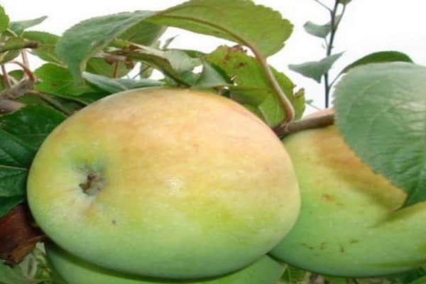Яблоня "мартовское": описание сорта, фото, отзывы