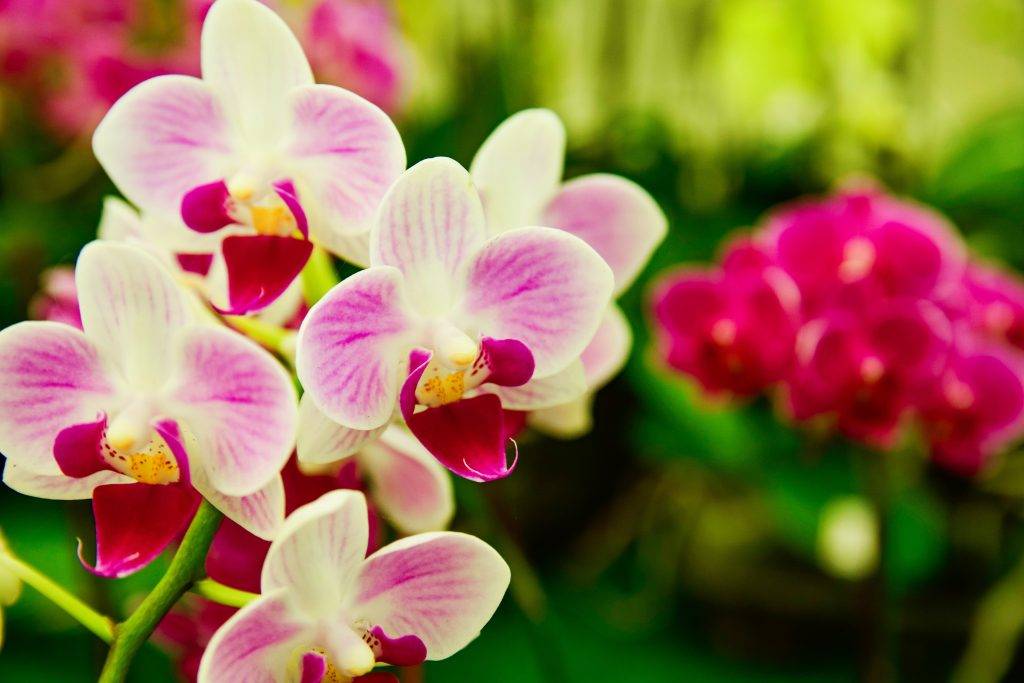 Все об орхидеях фаленопсис в домашних условиях: описание, фото и картинки цветов, цена и как их правильно выбрать, а также отзывы и новое видео 2016 и 2017 годов