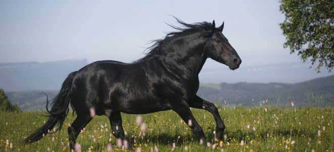 Карачаевская порода лошадей: описание, фото, история, характерные особенности