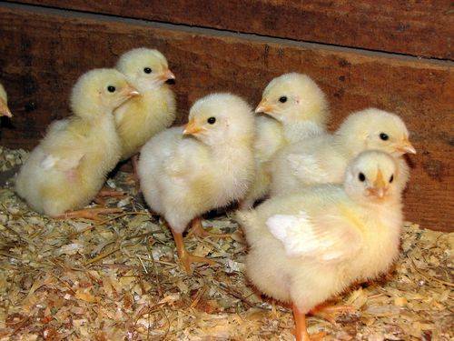 Температурный режим, содержание месячных цыплят, освещение и питание