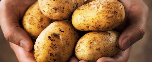 Картофель «гала» - характеристики сорта, особенности выращивания