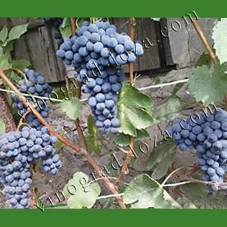 Как посадить виноград: когда правильно делать, особенности посадки осенью | спутниковые технологии