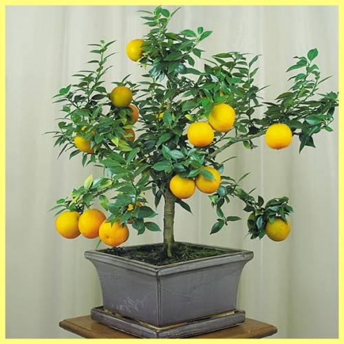 Комнатный лимон из косточки: секреты выращивания
