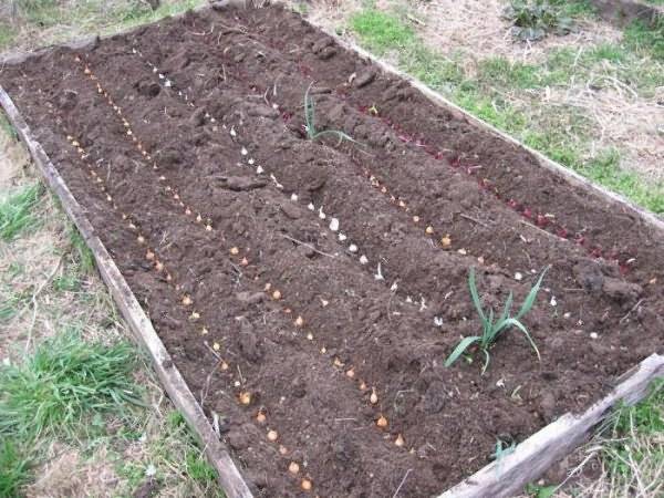 Как правильно весной посадить лук-севок: выбор посадочного материала, подготовка почвы и уход