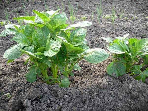 Картофель на зависть соседям: как посадить правильно? советы бывалого огородника