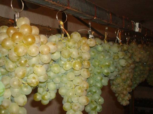 Описание и особенности винограда сорта белое чудо