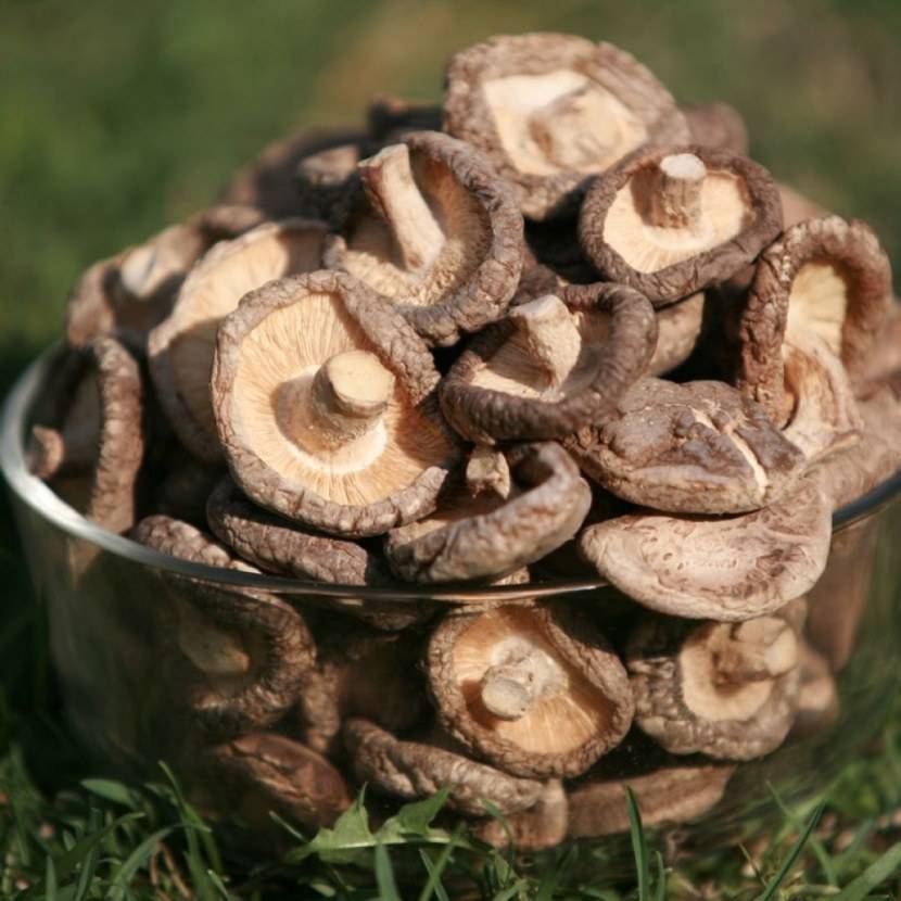 Польза шиитаке для здоровья: лечение грибами