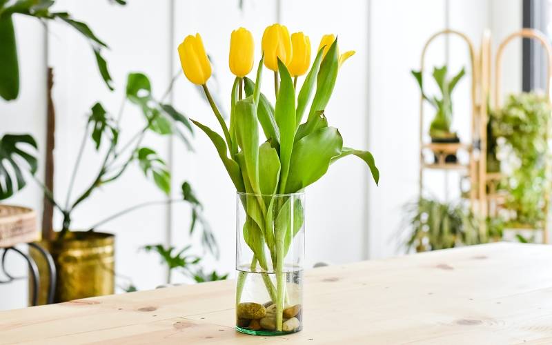 Хранение тюльпанов и луковиц в домашних условиях — советы специалистов
