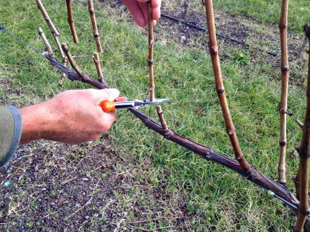 Черенки винограда: хранение зимой и проращивание весной