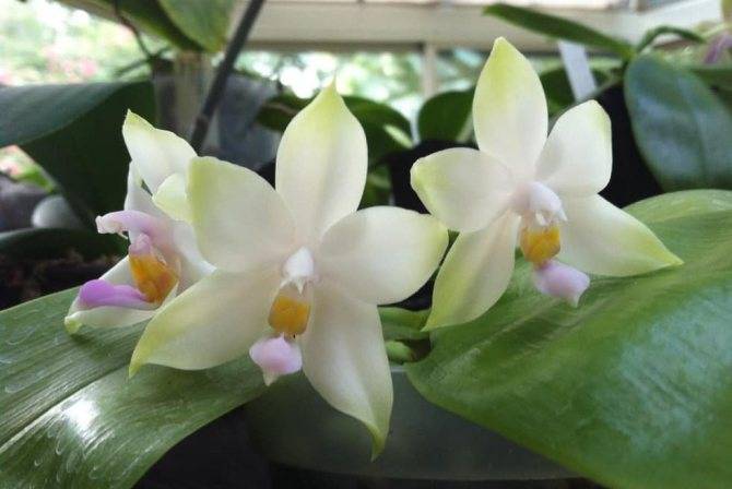 Как заставить цвести орхидею в домашних условиях
