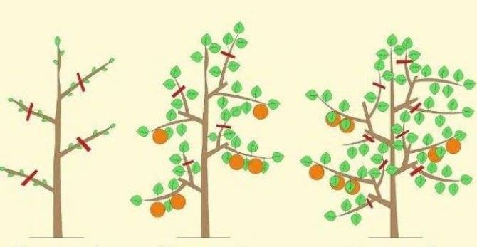 Обрезка молодых яблонь весной, летом и осенью: схемы и видео