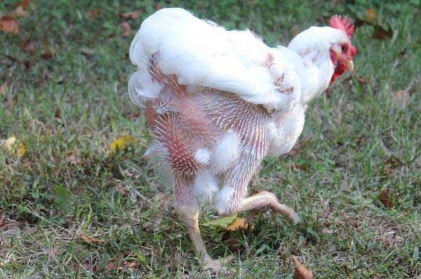 Лысая курица - почему лысеют несушки и что делать, чем лечить в домашних условиях, облезли на спине и не оперяются