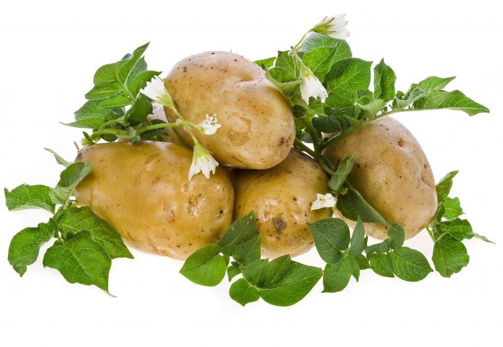 Сорта картофеля - описание, характеристики и фото
