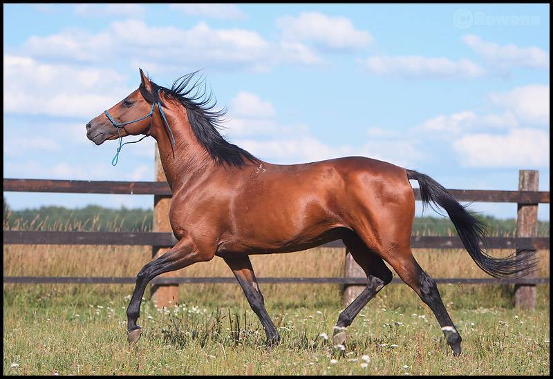 Обзор тракененской породы лошадей, ее описание и фото
обзор тракененской породы лошадей, ее описание и фото