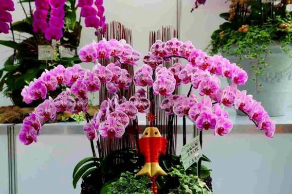 Орхидея: названия видов с фото, уход в домашних условиях