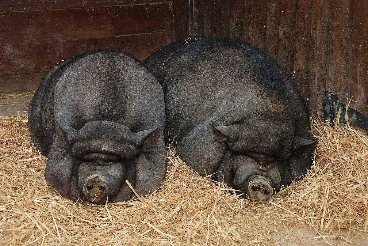 Сколько весит свинья: как знать и определить, таблица по размерам
