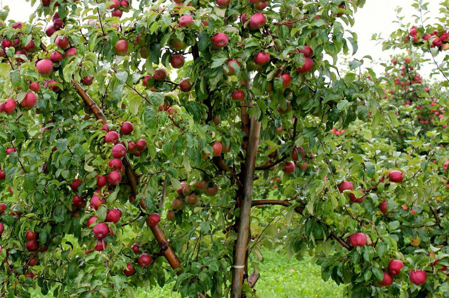 Описание сорта яблони легенда: фото яблок, важные характеристики, урожайность с дерева