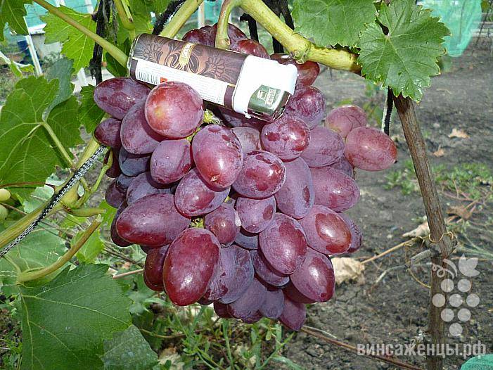 Описание винограда багровый