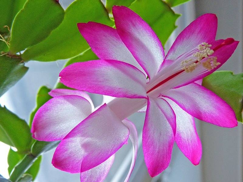 Цветок декабрист (шлюмбергера): виды и сорта